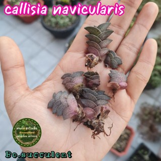 หน่อ callisis navicularis ไม้อวบน้ำ หน่อต้นไม้