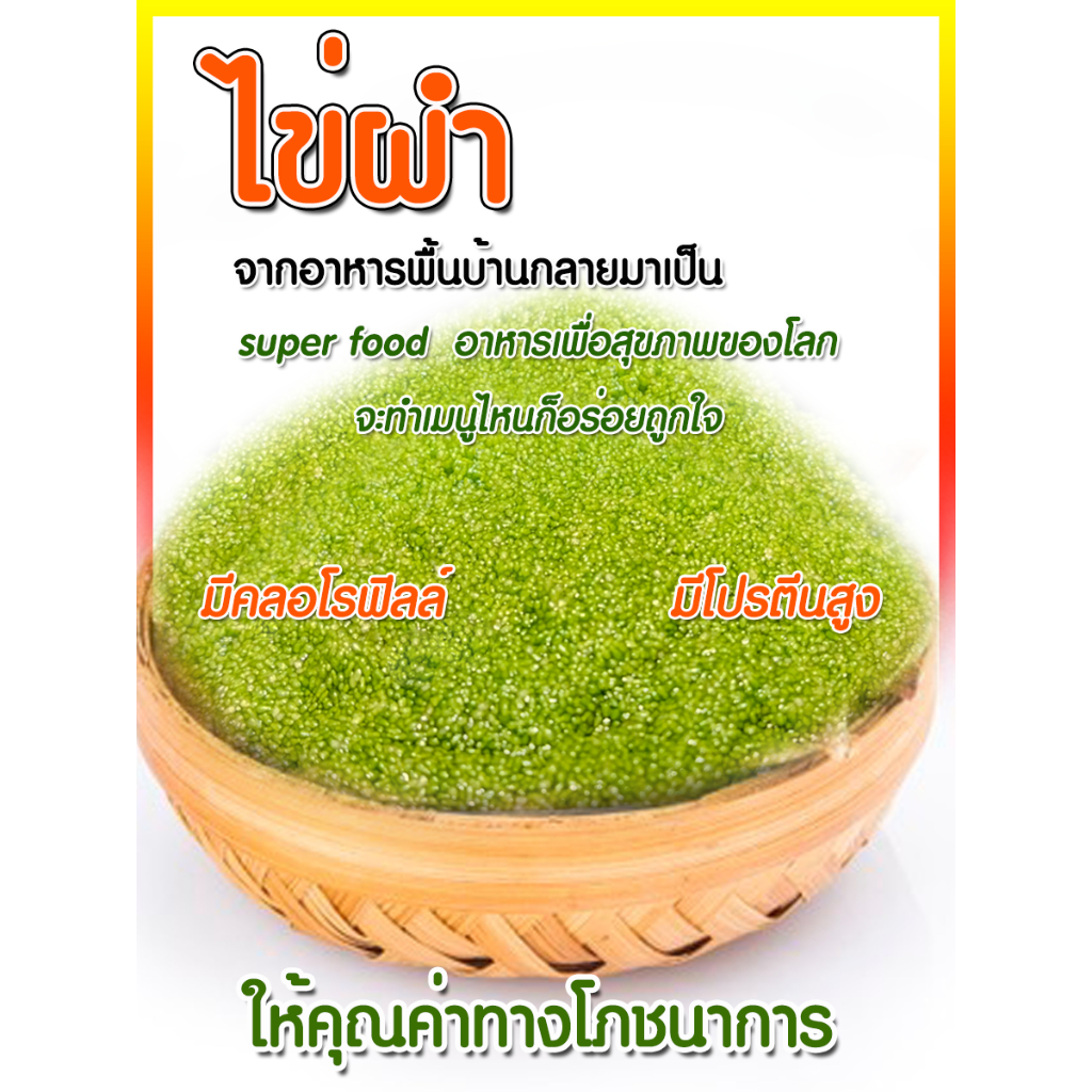 Wolffia ไข่ผำ ผำ หรือ ไข่น้ำ ผำสดยอดโปรตีน สด สะอาด ใหม่ ปลอดภัย  ประโยชน์เยอะ ราคา ถูกที่สุด ดีลบีเคเค
