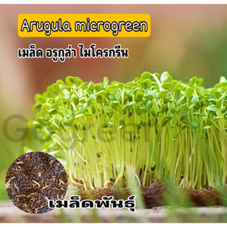 เมล็ดไมโครกรีน arugula Microgreen ต้นจิ๋วไมโครกรีน