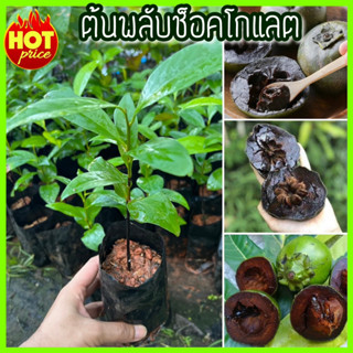 ต้นพลับช็อกโกแลต Black Sapote สูง 20-30 ซม.  พันธ์แท้ เนื้อหวาน โตเร็ว (ร้านนี้รับประกันสินค้า เสียหายมีเคลม)