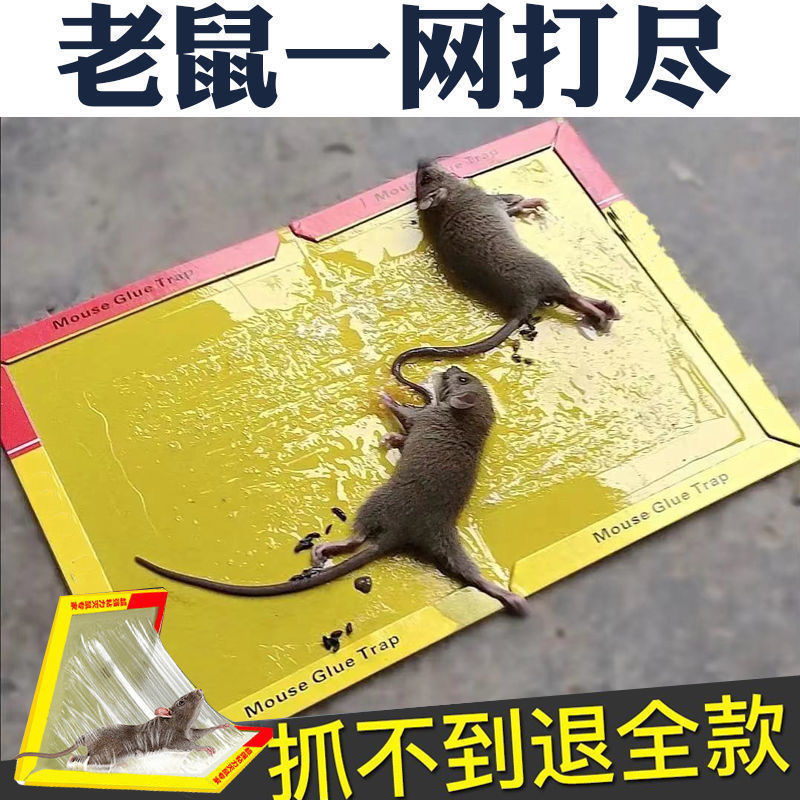 แพ็ค10ชิ้น กับดักหนู กาวดักหนูเหลือง (Micky) กาวดักหนู เหนียวพิเศษ ติดทน ไม่ไหลเยิ้ม ปลอดสารพิษ สามารถใช้ได้ทั้งสองด้าน