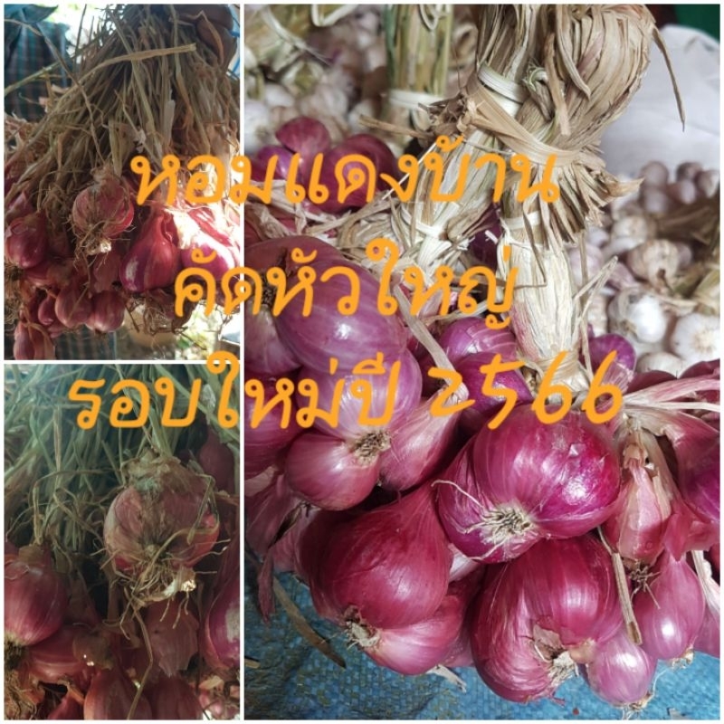 หอมแดงบ้าน เน้นปลูกแบบเกษตรอินทรีย์ คัดหัวใหญ่แพ็ค 1 กิโลกรัม ผลผลิตรอบใหม่ปี 2566 ทางสวนปลูกเอง จำห