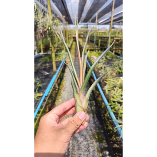Tillandsia mali dofitas ทิลแลนเซีย