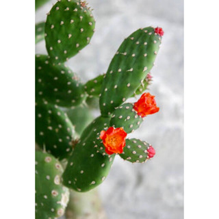 โอพันเทีย Opuntia Quitensis ดอกแดงอมส้ม ในกระถาง3นิ้ว