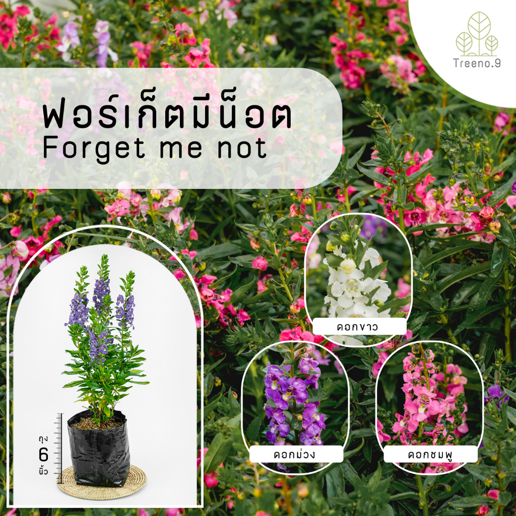 Treeno.9 T230 ฟอร์เก็ตมีน็อต คละสี (รบกวนสั่งซื้อขั้นต่ำ 6 ต้น ถุงดำ 6 นิ้ว / สูง 30-40 ซม. / ไม้ประดับ ไม้จัดสวน