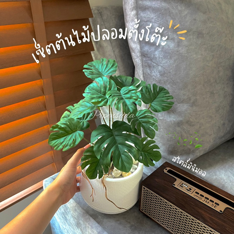 ((NEW)) ยกเซ็ตต้นไม้ตั้งโต๊ะ พร้อมหินตกแต่ง+กระถางมินิมอล ต้นมอนสเตร่าแบบมีราก สินค้าพร้อมส่ง**