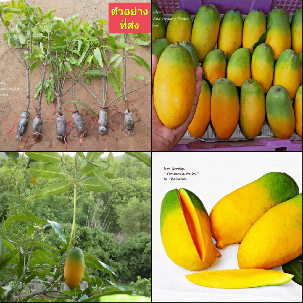 (1กิ่งตอน) กิ่งตอน มะม่วงอินเดีย พันธุ์ แบงกาโลร่า   Bangalora mango  มะม่วง ต้นมะม่วง / พิสุทธิ์