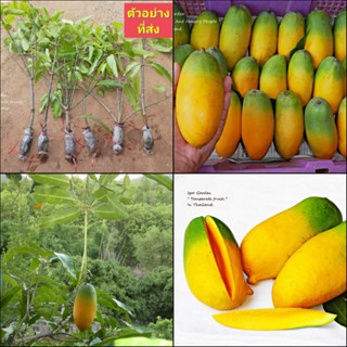 (1กิ่งตอน) กิ่งตอน มะม่วงอินเดีย พันธุ์ แบงกาโลร่า   Bangalora mango  มะม่วง ต้นมะม่วง / พิสุทธิ์