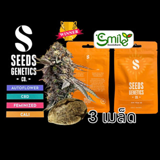 เมล็ดกัญชา Seeds Genetics.Co - 24K (Fem)