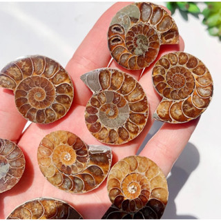 1 Piece Natural Ammonite Fossil beautiful Polished Gemstone Healing Specimen Slice healing quartz home decoration gift