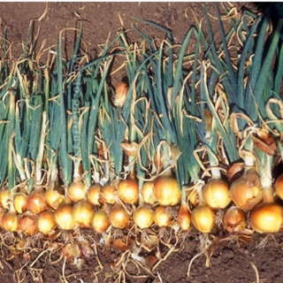 เมล็ดพันธุ์ หัวหอม สเปน สีเหลือง (Yellow Sweet Spanish Onion Seed) บรรจุ 30 เมล็ด หวาน หอม