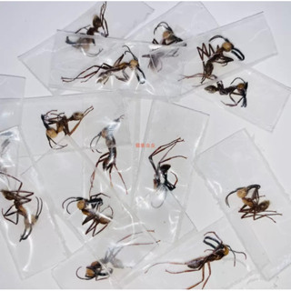 ซากมด Army Ants(Eciton burchellii)