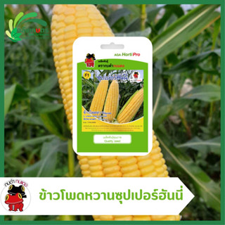 ข้าวโพดหวานลูกผสม ซุปเปอร์ฮันนี่ F1 Hybrid sweet corn seed ตรากบดำกบแดง