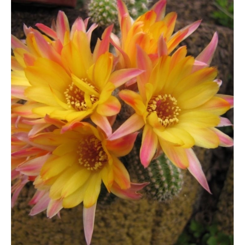 chamaecereus Lincoln gem 🌵