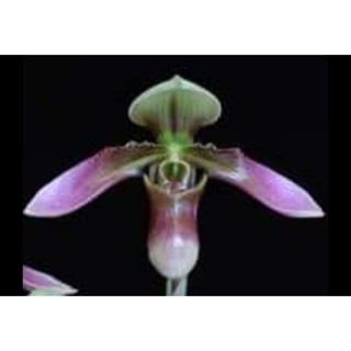 Paph.wolterianum ขนาดกระถาง 2 นิ้ว