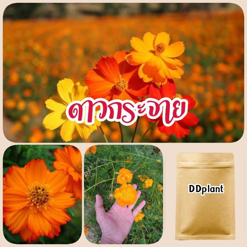 เมล็ดดอกดาวกระจาย 1,000 เมล็ดคละสี ราคาส่ง