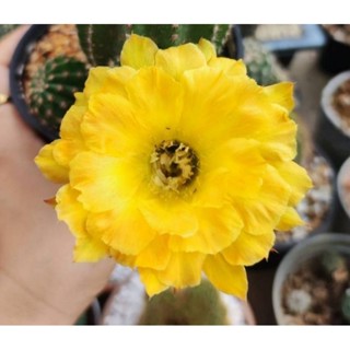 สายพันธุ์ อิชินอปซิส แคคตัส (Echinopsis Cactus) คัดดอกสวยน่าสะสม สายดอกต้องไม่พลาด