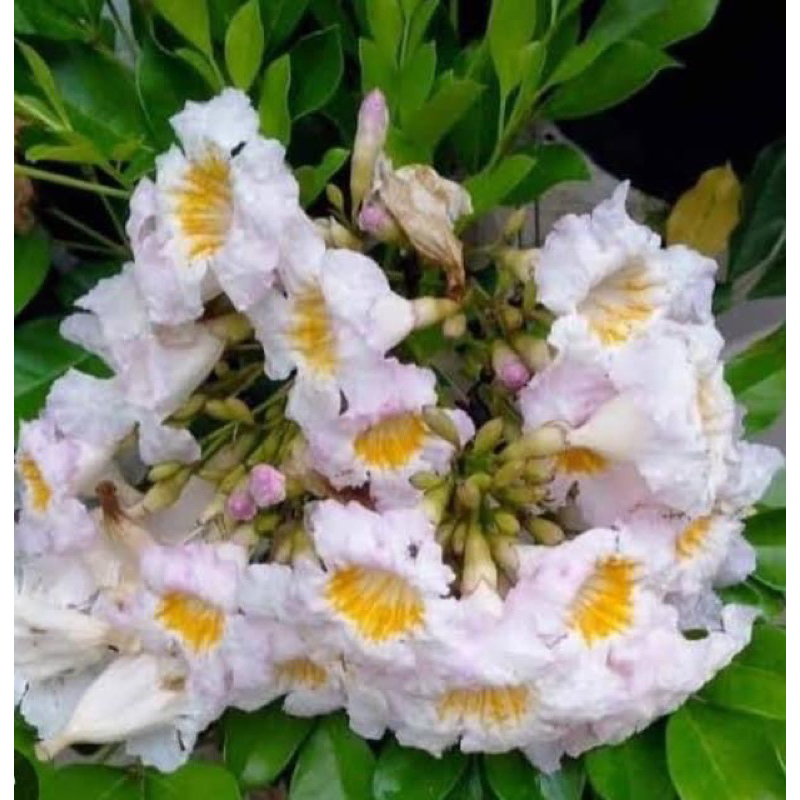 🪴ต้นปีบยูนาน #ต้นพันธุ์กิ่งชำสูง70-80เซนปลูกง่าย #ออกดอกง่ายเป็นไม้ดอกหอมไม้มงคลออกดอกสีขาวปนเหลืองส้ม ดอกมีกลิ่นหอม