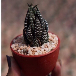 ไก่ต๊อก กระถาง2” นิ้ว Haworthia coarctataกระบองเพชร แคคตัส