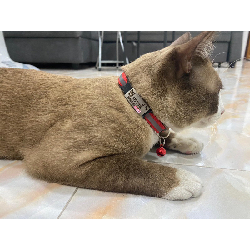 ป้ายชื่อแมว ❤️‍🔥แถมปลอกคอนิรภัยสะท้อนแสงพร้อมกระดิ่ง❤️‍🔥 สลักฟรี ป้ายชื่อถอดสวมได้👍🏻👍🏻 - รูปที่ 2