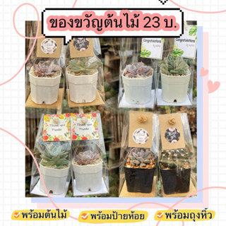 [ของขวัญต้นไม้] กระบองเพชร กุหลาบหิน 25 บาท พร้อมส่ง❤️