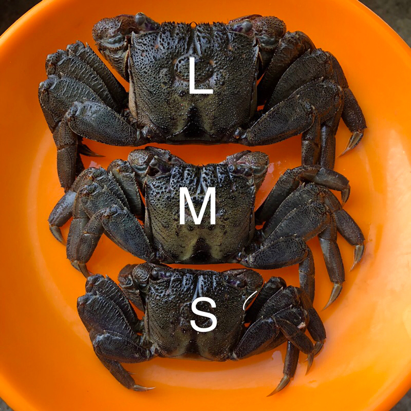 🦀 ปูเค็ม 🦀 ปูดอง 🦀 ปูแสม 🦀 ปูส้มตำ คละตัวผู้ตัวเมีย  ไซส์ L 8-11 ตัว/ต่อกล่อง - รูปที่ 4