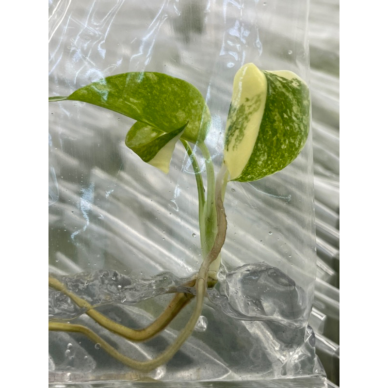 10 ต้น (สุ่ม) มอนไทคอนด่าง  Monstera Thai Constellation เนื้อเยื่อ - รูปที่ 2