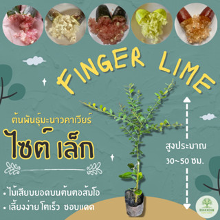 ต้นพันธุ์มะนาวคาเวียร์ 30~50 ซม.มะนาวนิ้วมือ มะนาวไข่ปลา Finger Lime **แถมฟรี!! แถมผลให้ลองชิมทุกออเดอร์จนกว่าของจะหมด**