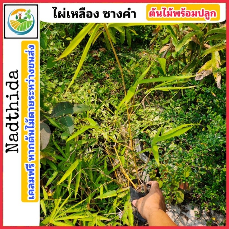 Nadthida ต้นไผ่เหลืองซางคำ ไผ่เหลือง ไม้ประดับ ไม้มงคล ต้นไผ่ ไผ่ มงคล