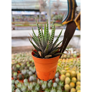 ม้าลายเล็ก Haworthia Zebra