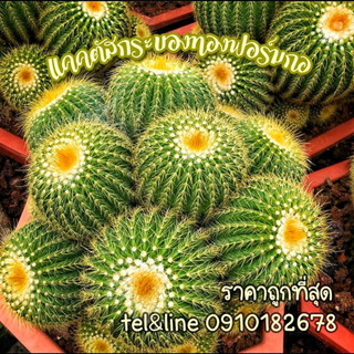 [ถูกที่สุด]แคคตัสกระบองทองฟอมร์มกอ Yello Tower cactus กระบองเพชร