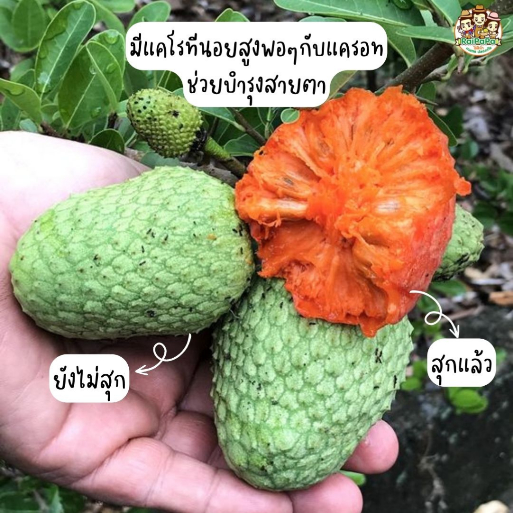 น้อยหน่าส้มบราซิล Annona Spinescens ต้นเสียบยอด ผลไม้แปลก ผลไม้หายาก ต้นไม้แปลก ต้นไม้ต่างประเทศ