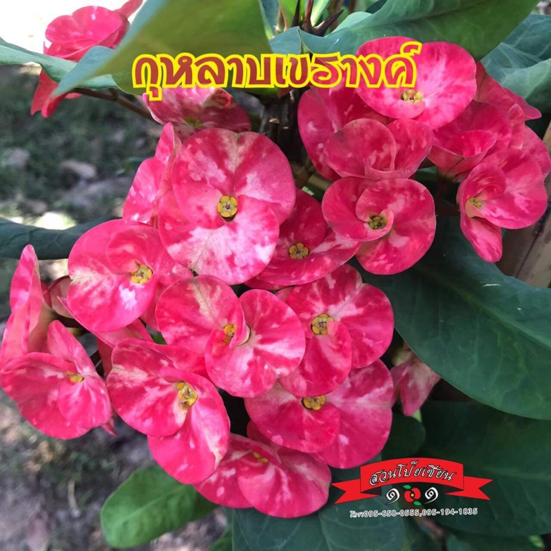 ขายกิ่งชำโป๊ยเซียน สายพันธุ์ “กุหลาบเขรางค์” เป็นไม้เก่าดั้งเดิม เลี้ยงง่าย เหมาะกับมือใหม่มาก กระถาง3นิ้ว