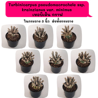 TT009  Turbinicarpus pseudomacrochele ssp. krainzianus var. minimus  เทอบิเส้น กราฟ Cactus กระบองเพชร พืชอวบน้ำ