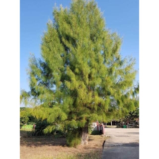 ต้นสนทะเล (จำนวน 1 ต้น) สูง 20-30 เซน Casuarina equisetifolia