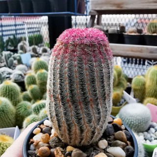 เรนโบว์แคคตัส กระบองเพชรเรนโบว์ ขนาด 4-6 cm. สูง 5.5-7 cm.(Echinocereus Rigidissimus subsp. rubispinus)​