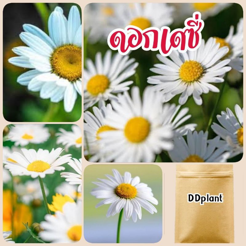 เมล็ดดอกเดซี่ 500 เมล็ด ราคาส่ง