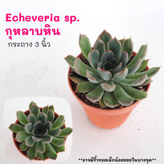 Echeveria sp.กุหลาบหิน  cactus กระบองเพชร แคคตัส กุหลาบหิน พืชอวบน้ำ