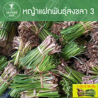 หญ้าแฝก 400 ต้น ต้นพันธุ์หญัาแฝก หญ้าแฝกลุ่มพันธุ์สงขลา 3 (1มัด มี 50 ต้น)