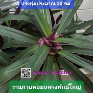 ว่านกาบหอยแครงพันธ์ุใหญ่ 3 ต้น 100