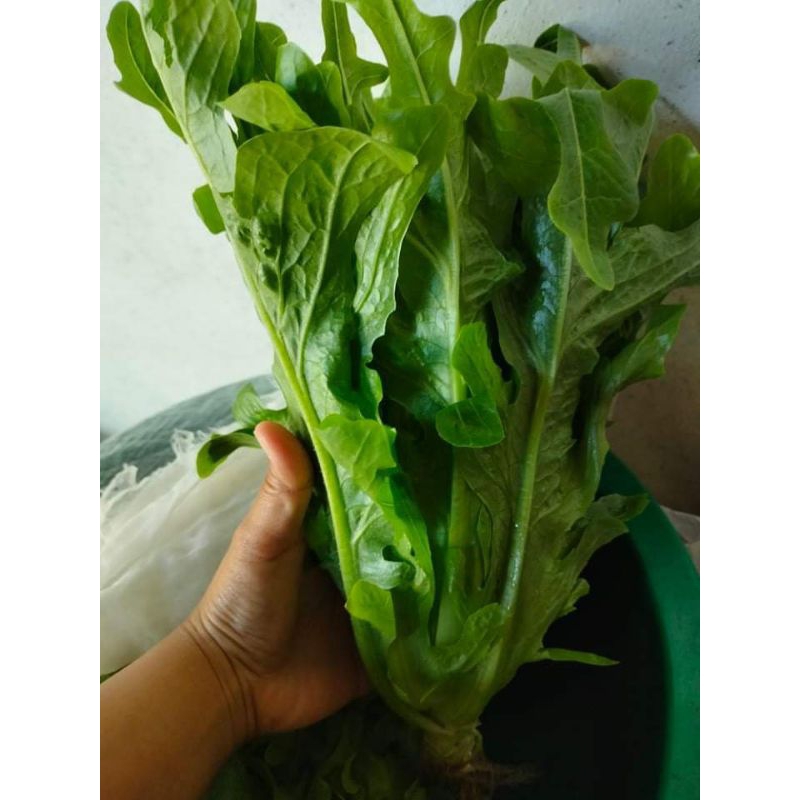 100 เมล็ด สลัดต้นใหญ่ บิ๊กกรีนโบว์ Big green bowl lettuce ราคา ถูกที่สุด ดีลบีเคเค แกลเลอรีภาพที่ 2
