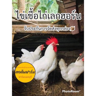 🥚ไข่เชื้อไก่เล็กฮอร์น🐔🐣ไก่ขาว ไข่เก็บสดสำหรับการฟัก