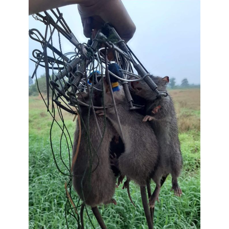 รูปภาพ 5