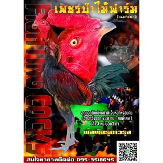 เชื้อไข่ไก่ชนสายเลือดเจ้ารอนนี่+แม่ 004 ราคา120บาท(พิเศษซื้อ3แถม1ซื้อ5แถม2