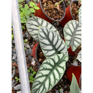 #อโลคาเซีย ซิลเว่อร ดราก้อน   #Alocasia silver dragon