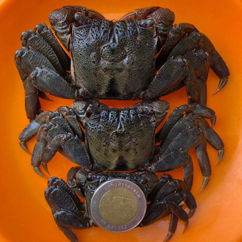 🦀 ปูเค็ม 🦀 ปูดอง 🦀 ปูแสม 🦀 ปูส้มตำ คละตัวผู้ตัวเมีย  ไซส์ L 8-11 ตัว/ต่อกล่อง - รูปที่ 5