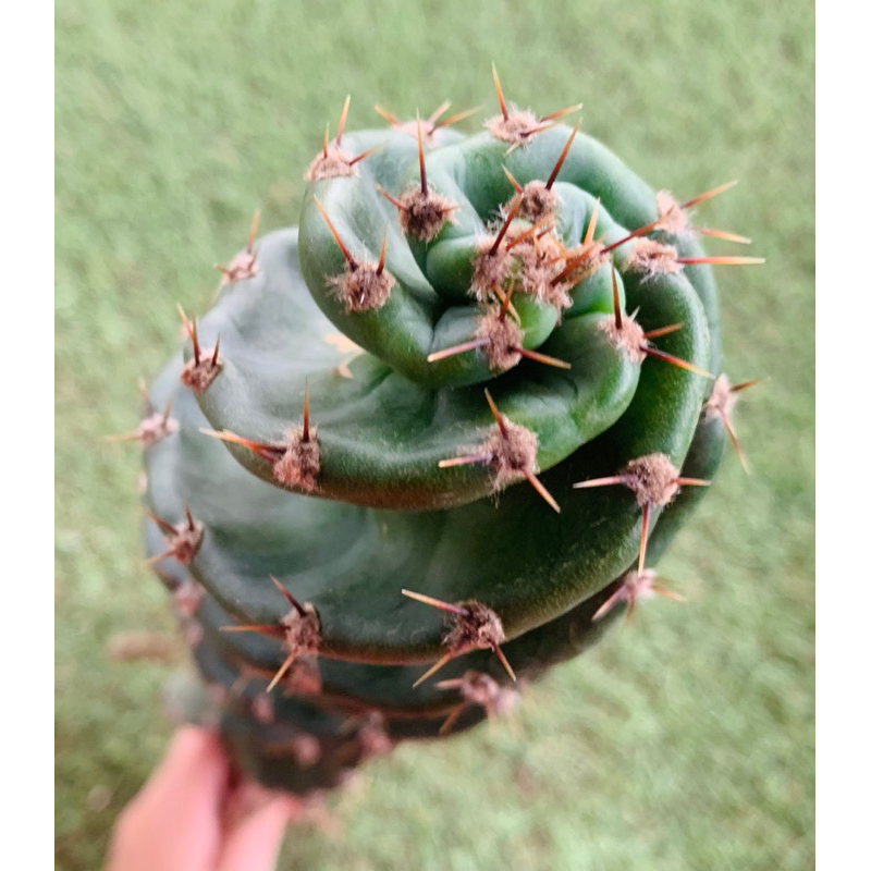 พร้อมส่ง🌈เกลียวสว่านแคคตัส🌵Cereus forbesii spiralis ความสูง 30 cm.ให้ดอกใหญ่สีชมพู