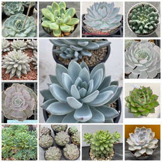 กุหลาบหิน Succulents จัดส่งต้นตามรูป ฟอร์มสวย