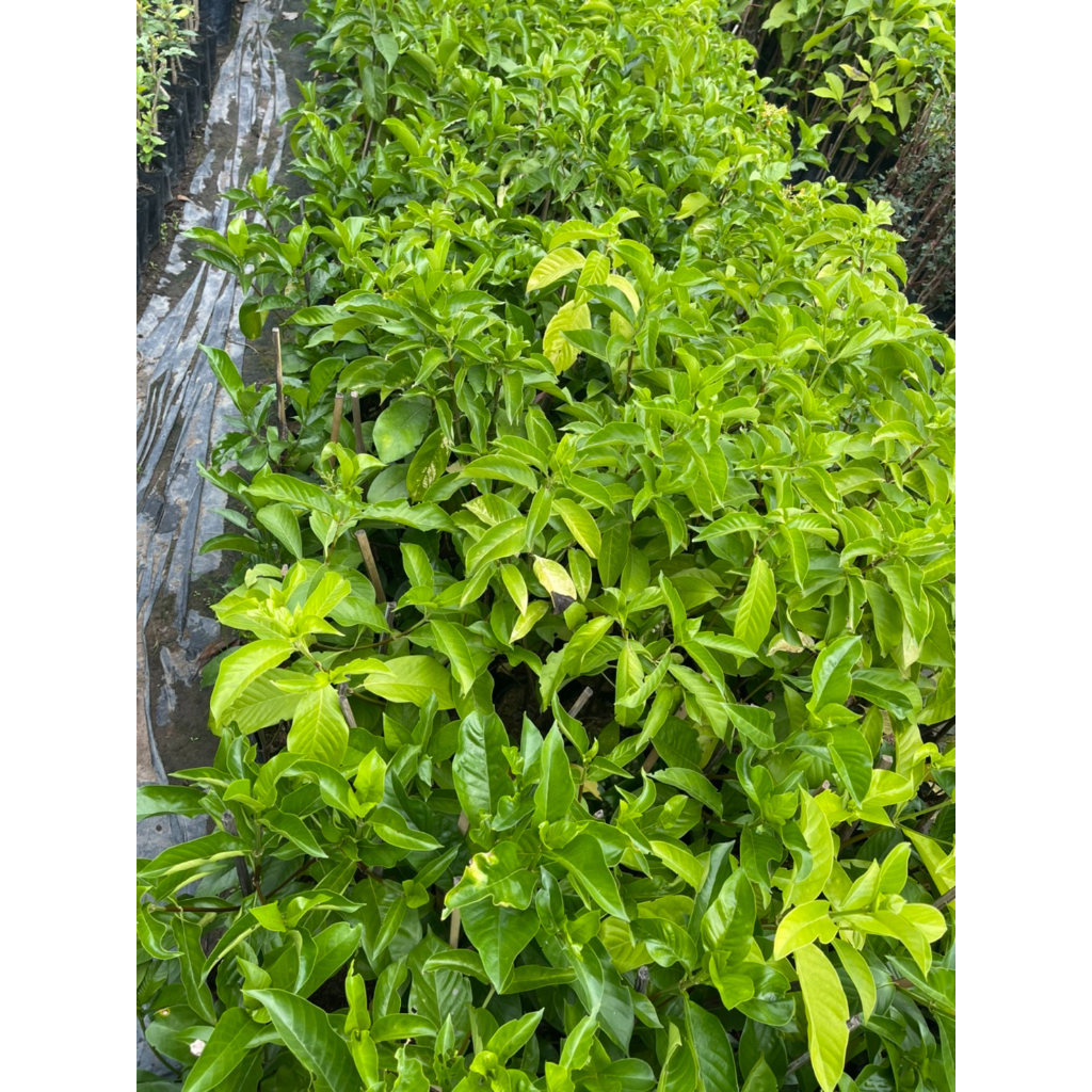 ต้นหอมเจ็ดชั้นดอกสวยกลิ่นหอมไกลออกตลอดทั้งปี - รูปที่ 6