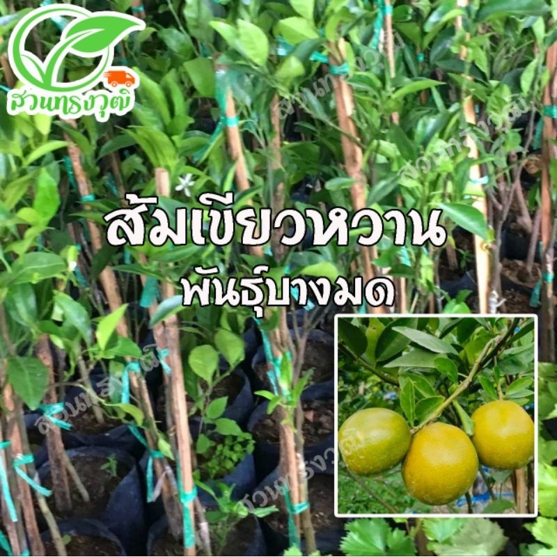 ส้มเขียวหวาน พันธุ์บางมด  พันธุ์แท้💯%